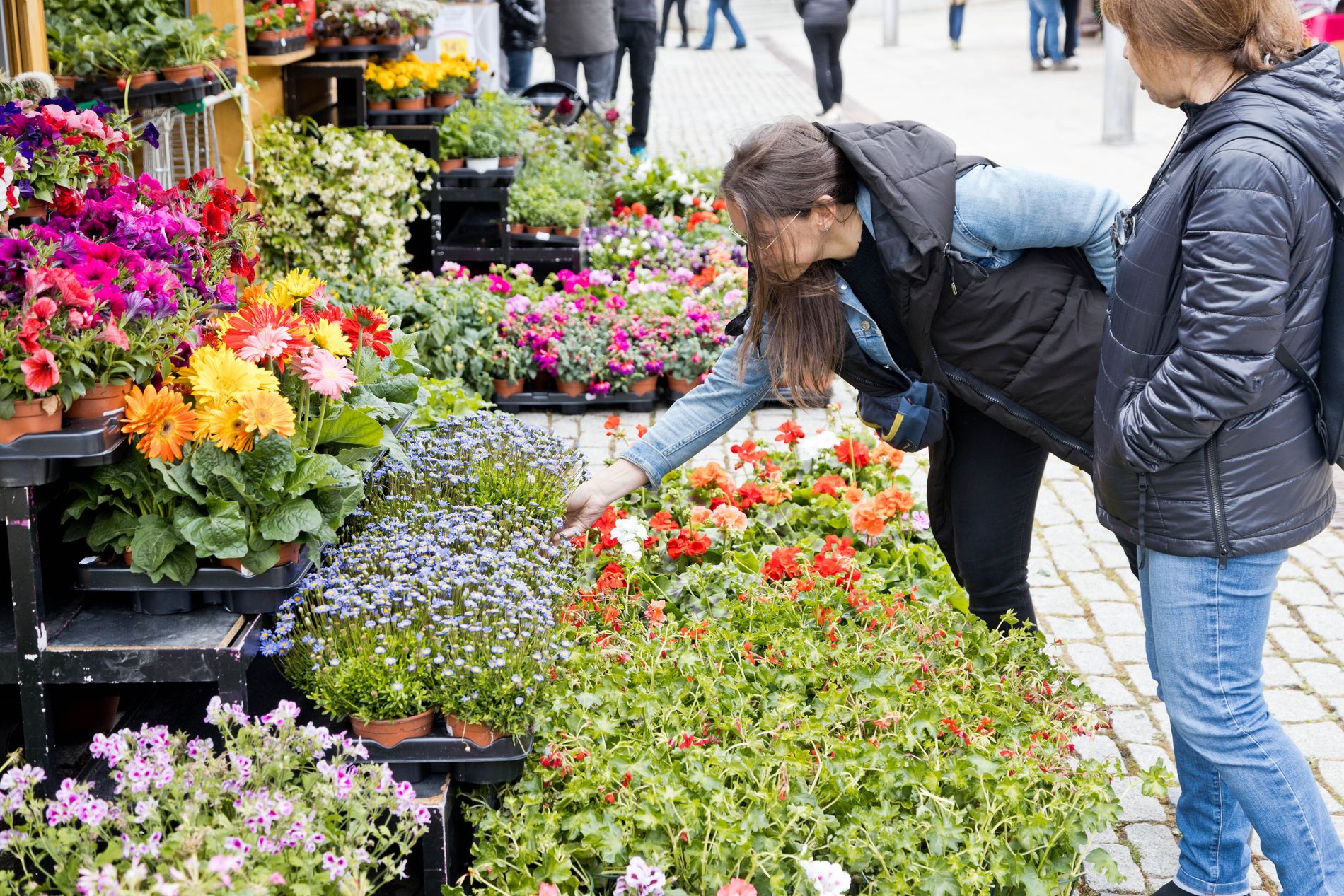 Imagen de Mercado de la planta y de la flor
